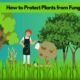 How to Protect Plants from Fungus: If you are troubled by fungus and want a solution, then definitely watch it once